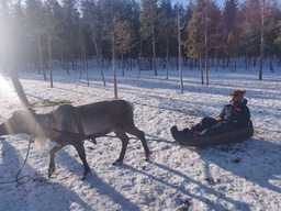 Reindeer sled tour